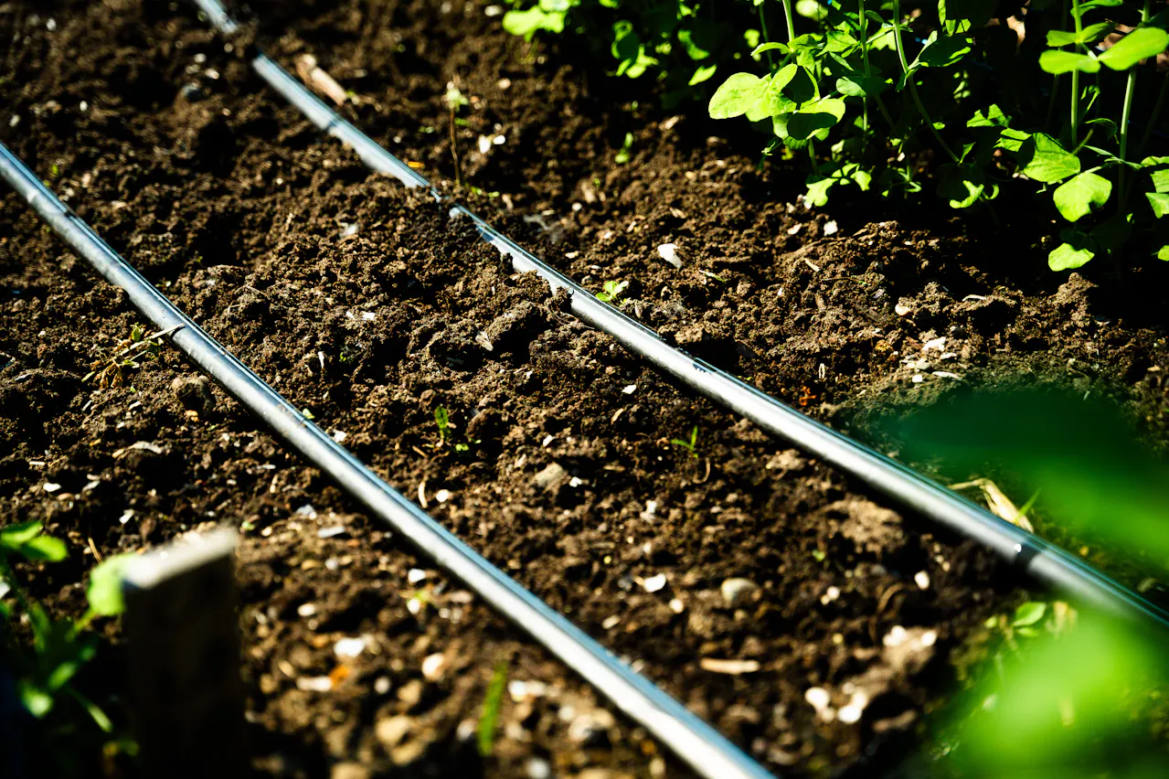 Boyaux de goutte-à-goutte disposés en parallèle sur une planche permanente d'un potager.