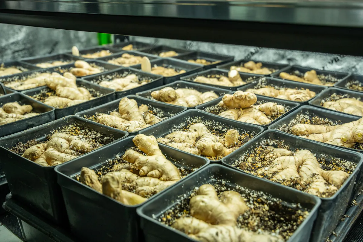 Semences de gingembre disposées en plateaux pour la germination