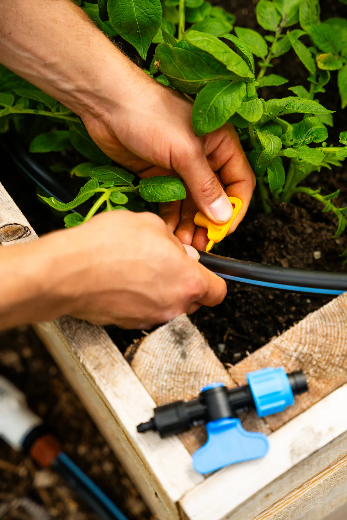 Perçage d'un boyau de goutte-à-goutte noir pour y introduire une valve d'arrêt bleu, posée au premier plan.