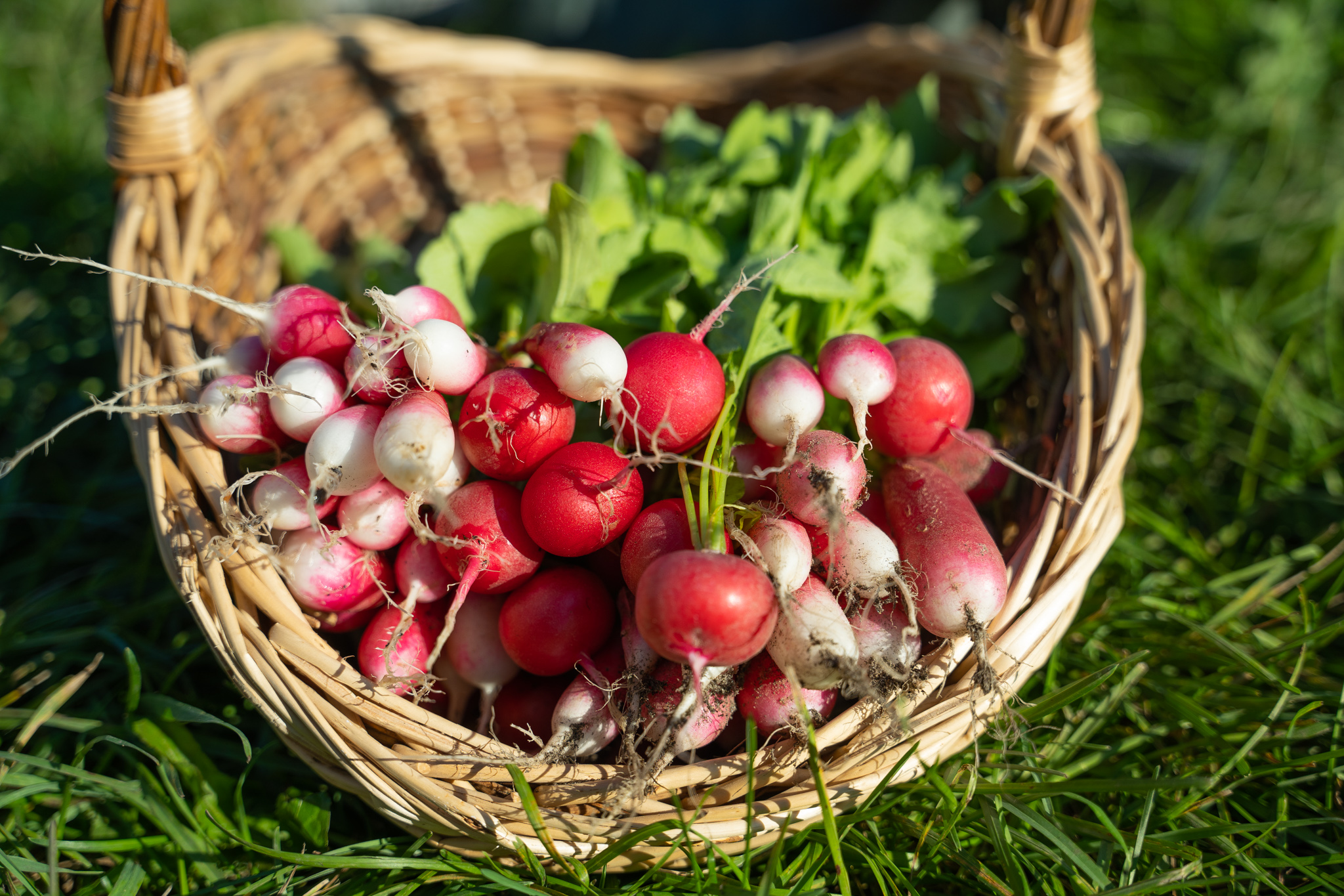 Panier de radis fraîchement récoltés au potager, semés en août