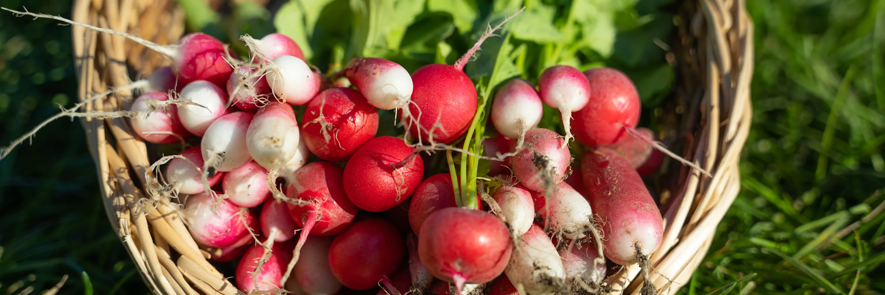 Panier de radis fraîchement récoltés au potager, semés en août