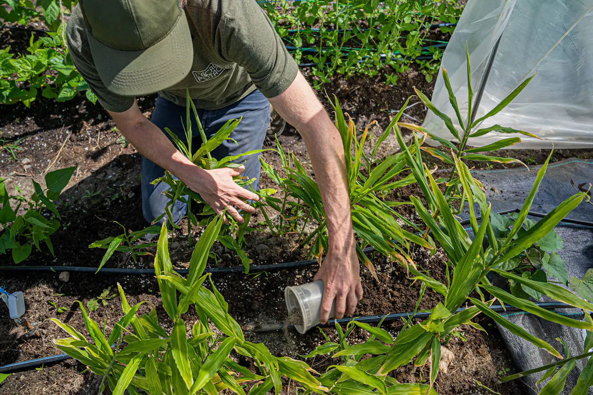 Fertilisation d'appoint du gingembre, apportée directement à la base des plants