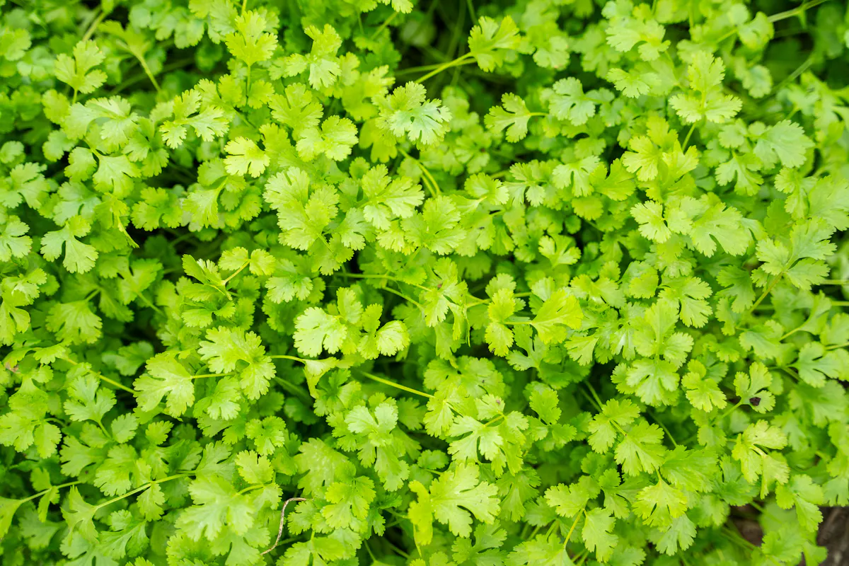 Tapis dense de coriandre au potager, un des fines herbes les plus faciles à semer