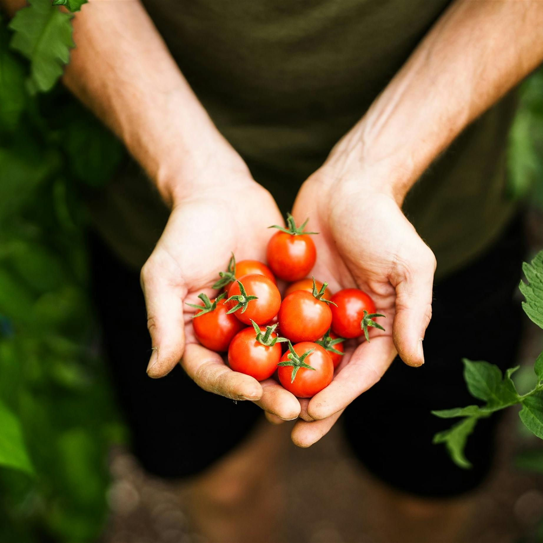 Tomates cerises