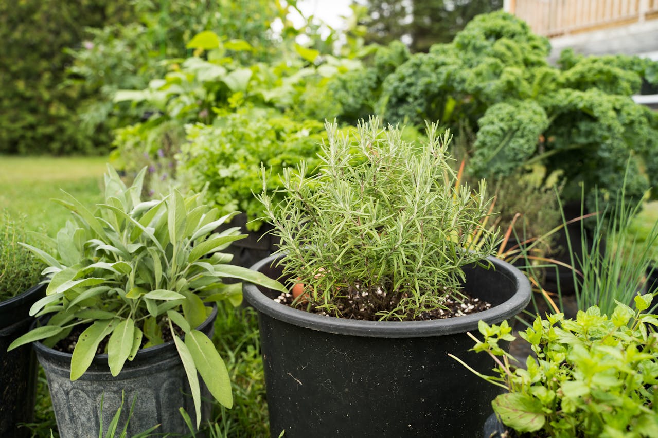 Fines herbes pot