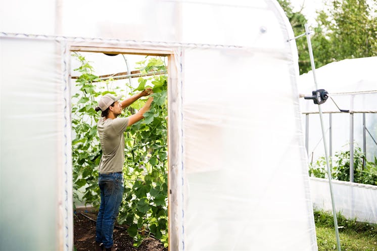 Récolter dans un serre