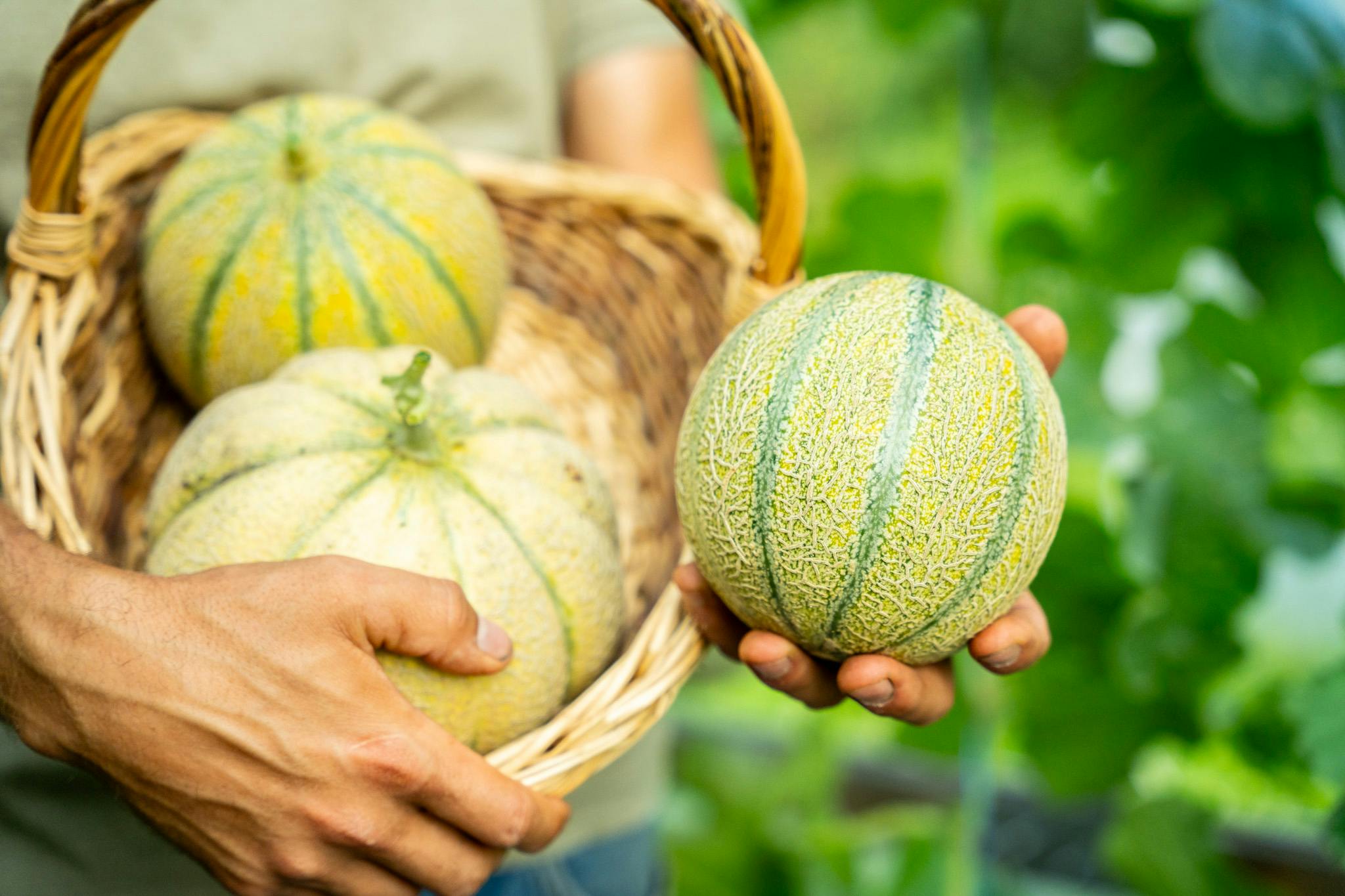 Melons serre