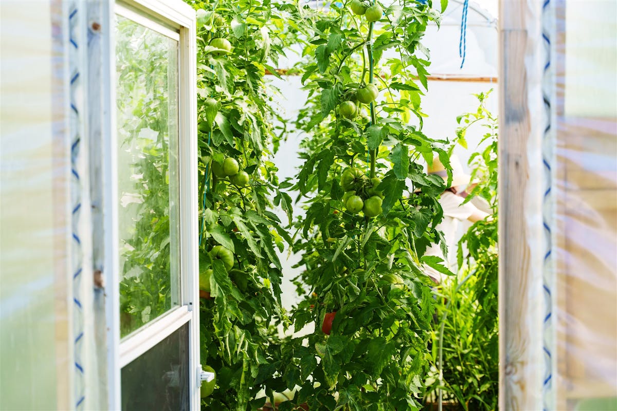 Les tomates indéterminées peuvent atteindre plusieurs mètres de hauteur lorsqu'elles sont cultivés en serre.