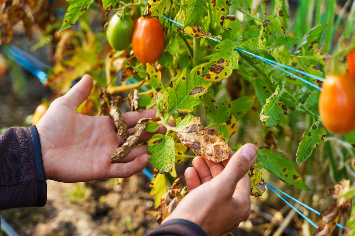 Les maladies fongiques peuvent ravager les plants de tomates et compromettre leur rendement.
