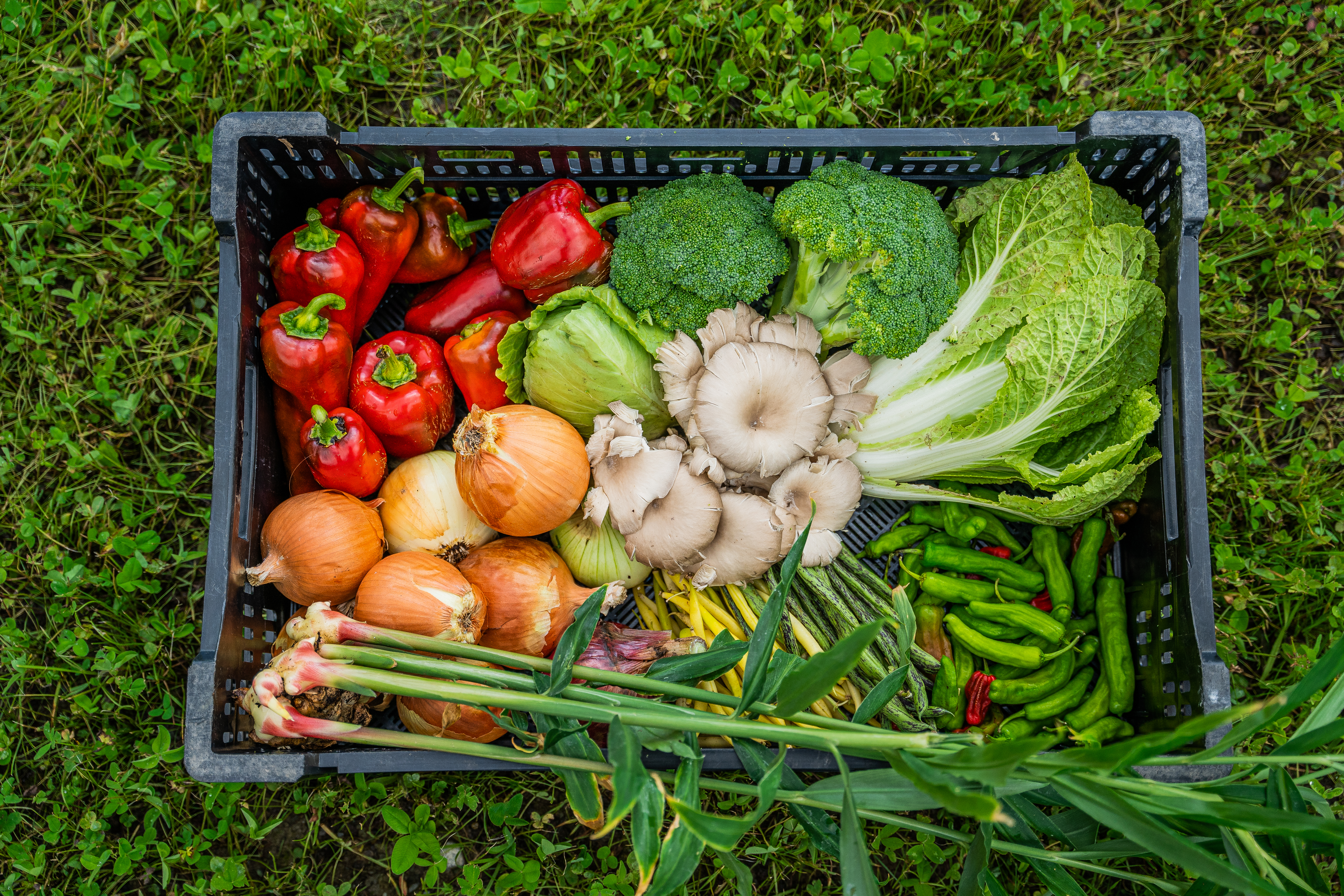 Les cultures légumières