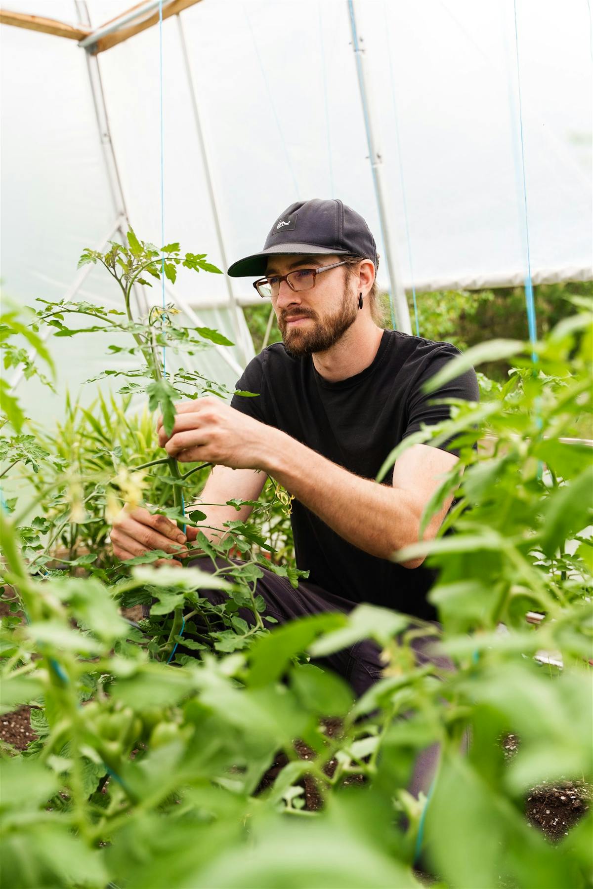 Les tomates indéterminées peuvent atteindre plusieurs mètres de hauteur en serre et nécessitent une structure élevée et un tuteurage adéquat.