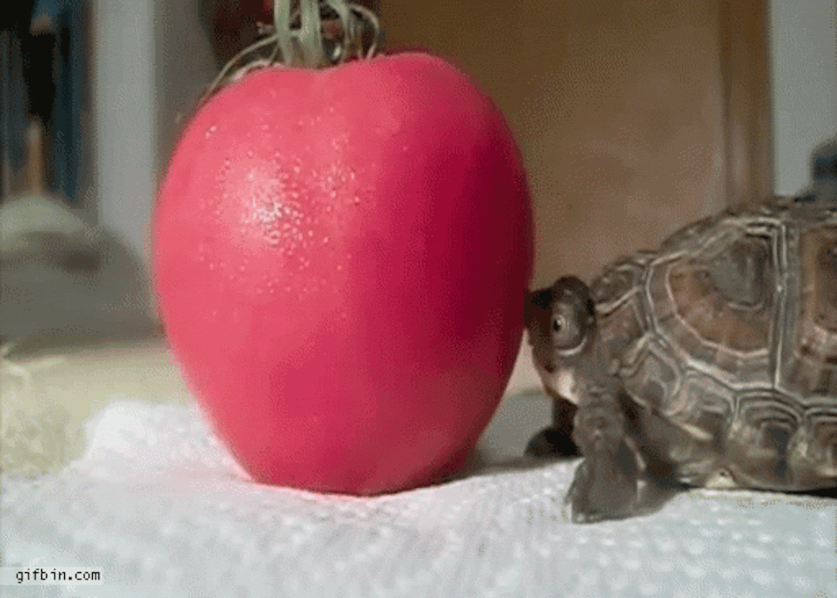 Il faut savoir choisir la bonne tomate pour son contexte !