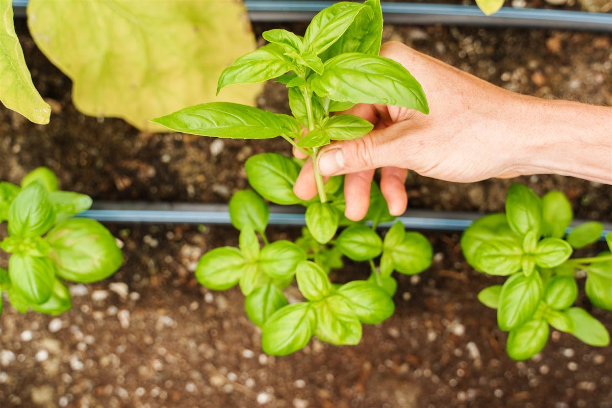 Pincer le basilic régulièrement, en retirant les têtes