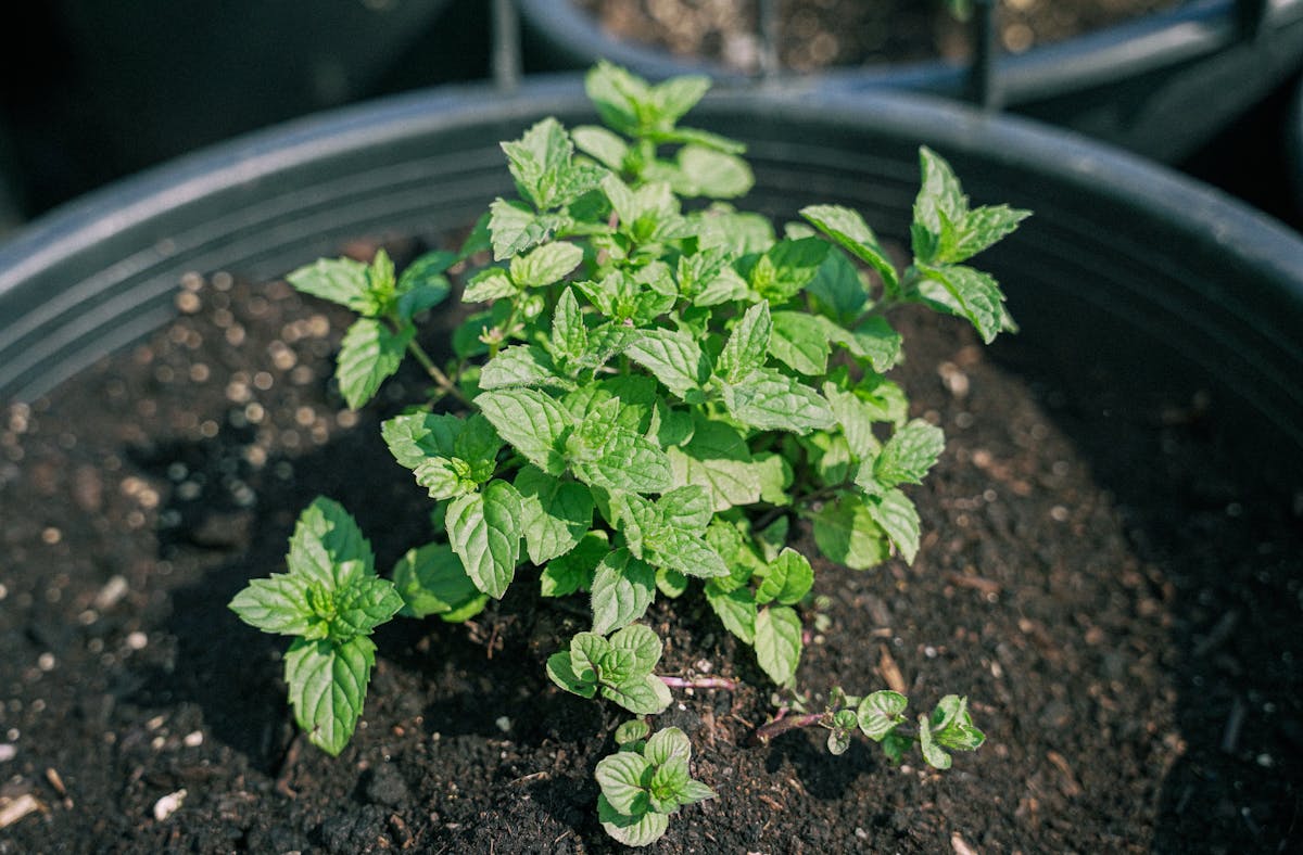 La menthe est l’herbe aromatique la plus polyvalente du potager