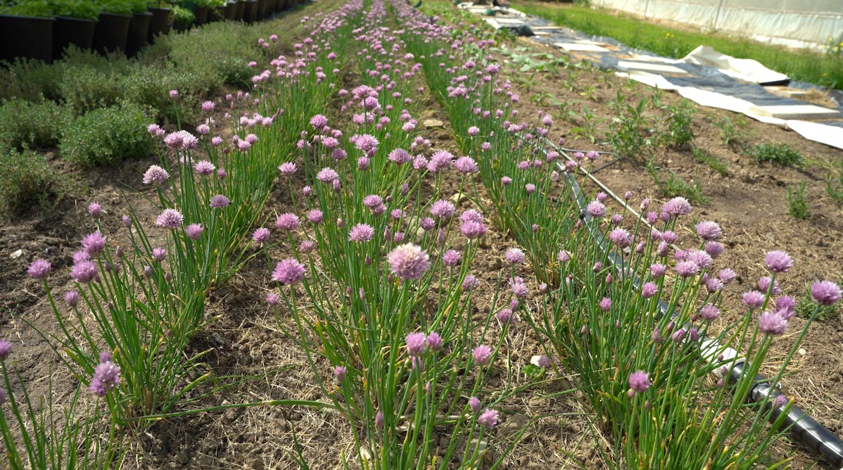 Les fleurs de ciboulette sont comestibles et très jolies dans l'assiette.