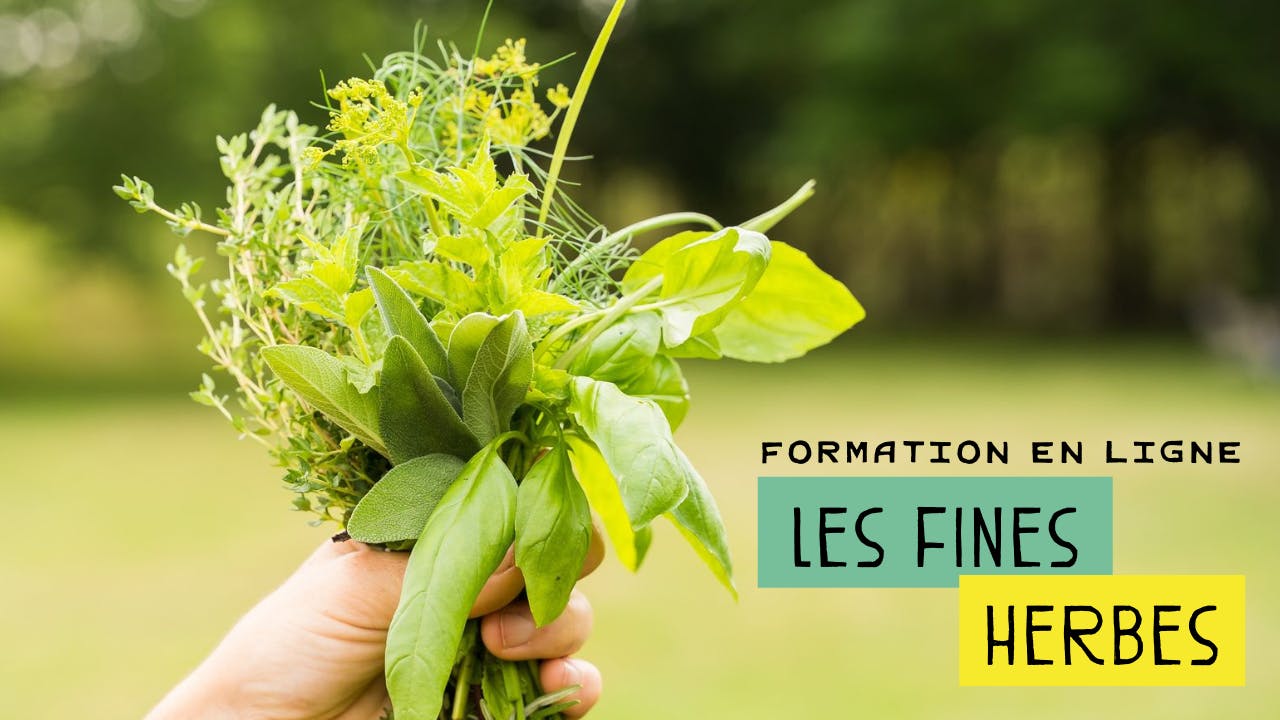 Formation en ligne : les fines herbes