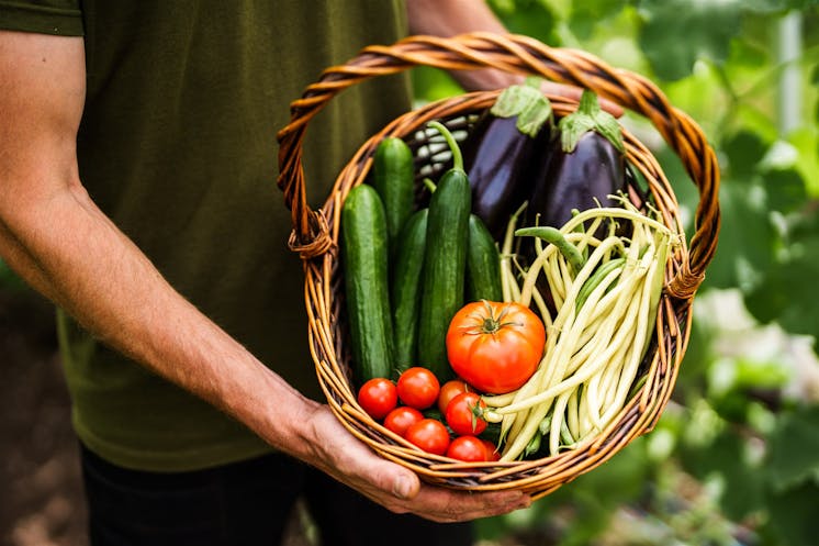 Panier légumes
