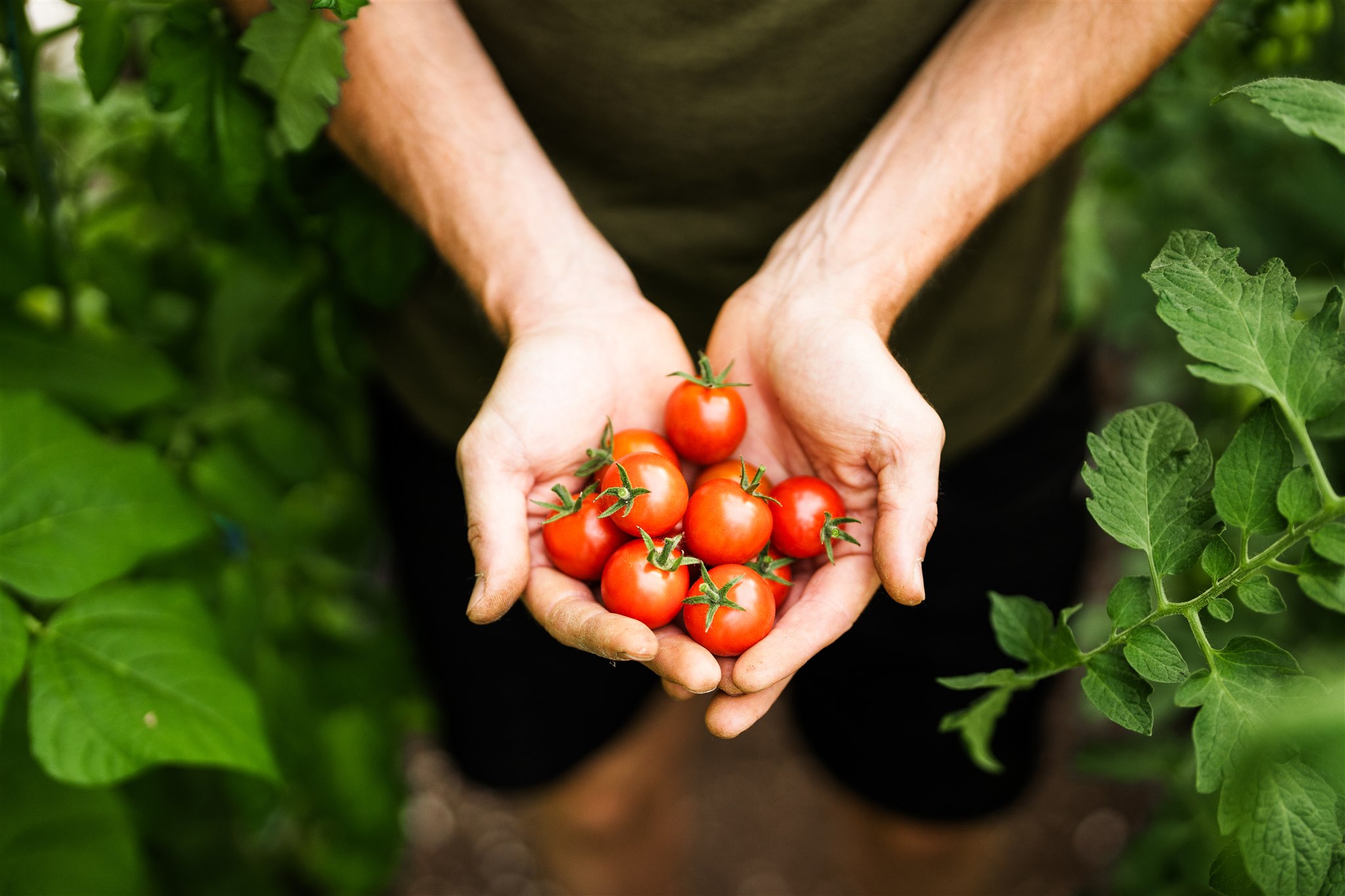 une belle poignée de délicieuses tomates cerises