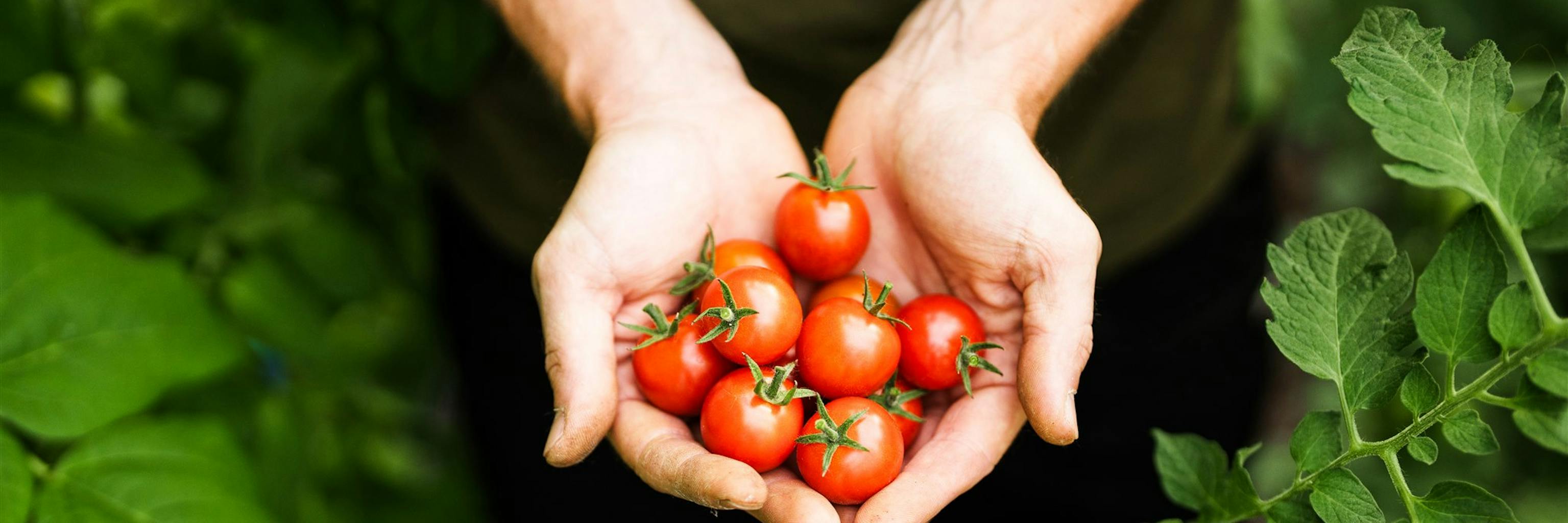 Une belle poignée de délicieuses tomates cerises