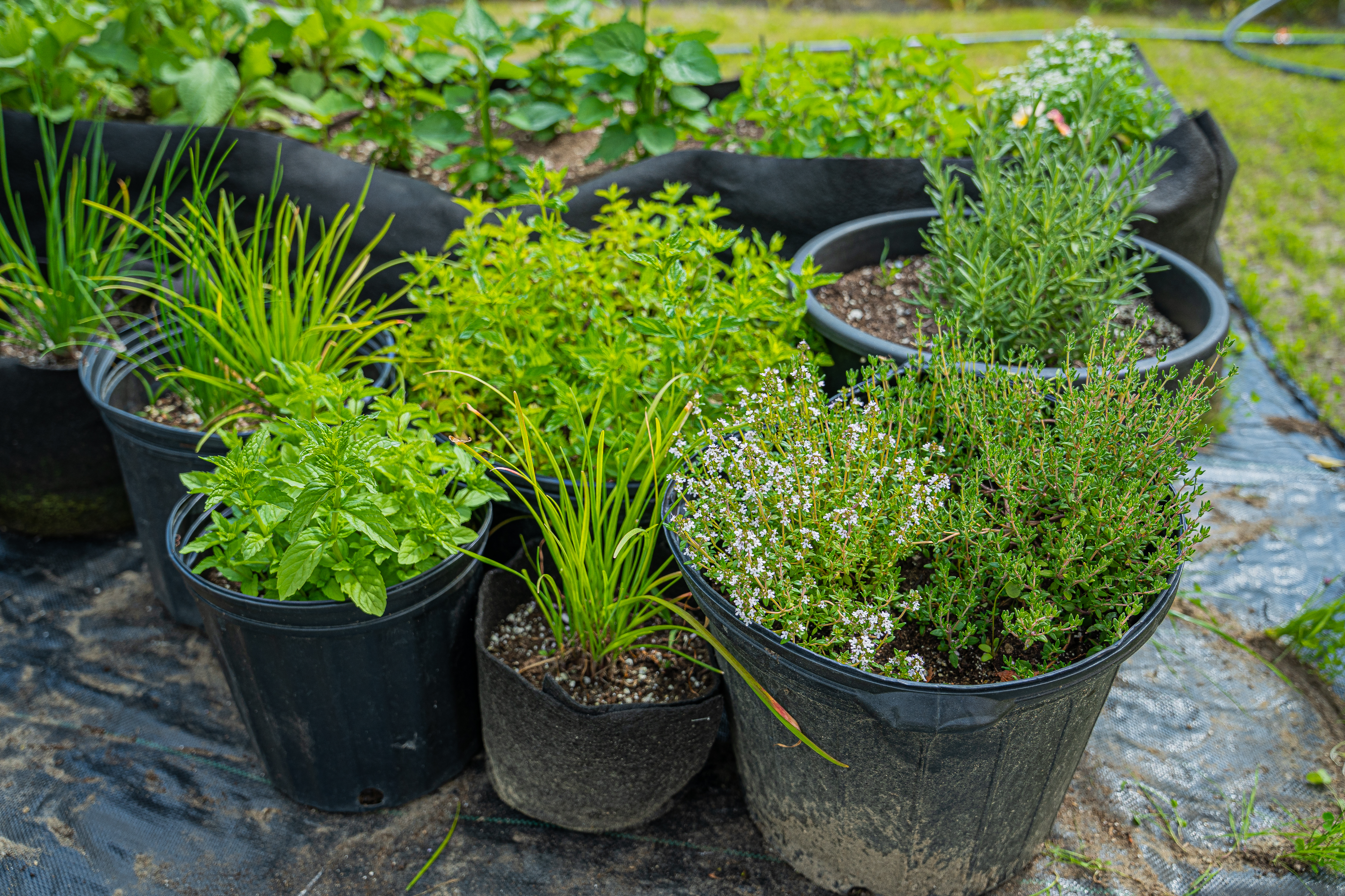Produire ses fines herbes au potager