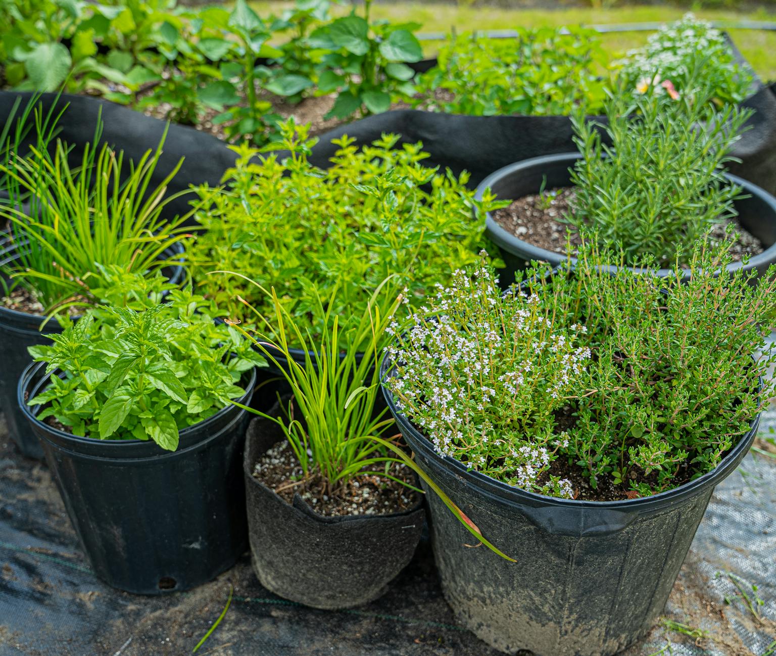 Produire ses fines herbes au potager