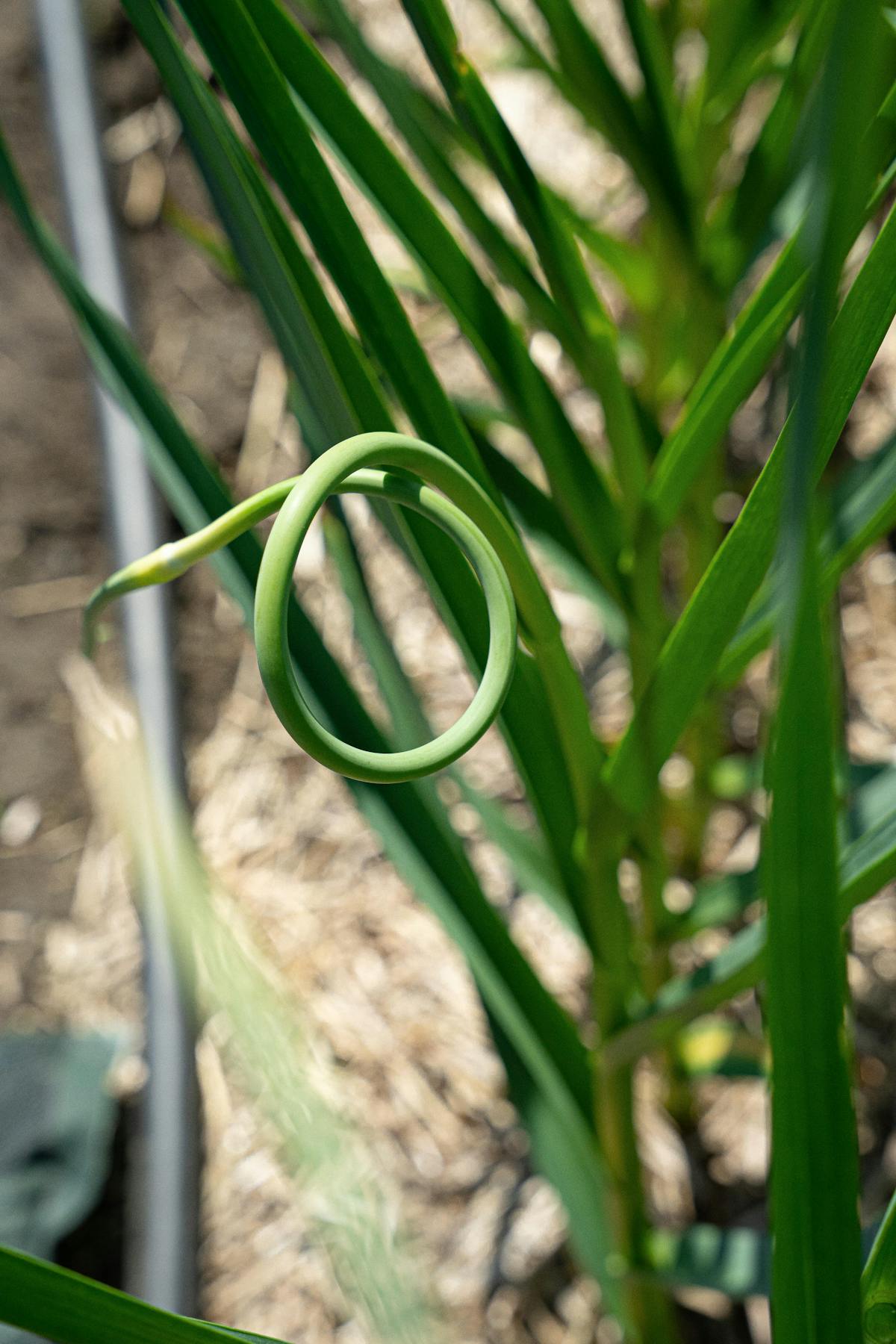 La fleur d'ail se développe au bout de la tige en formant une jolie boucle.