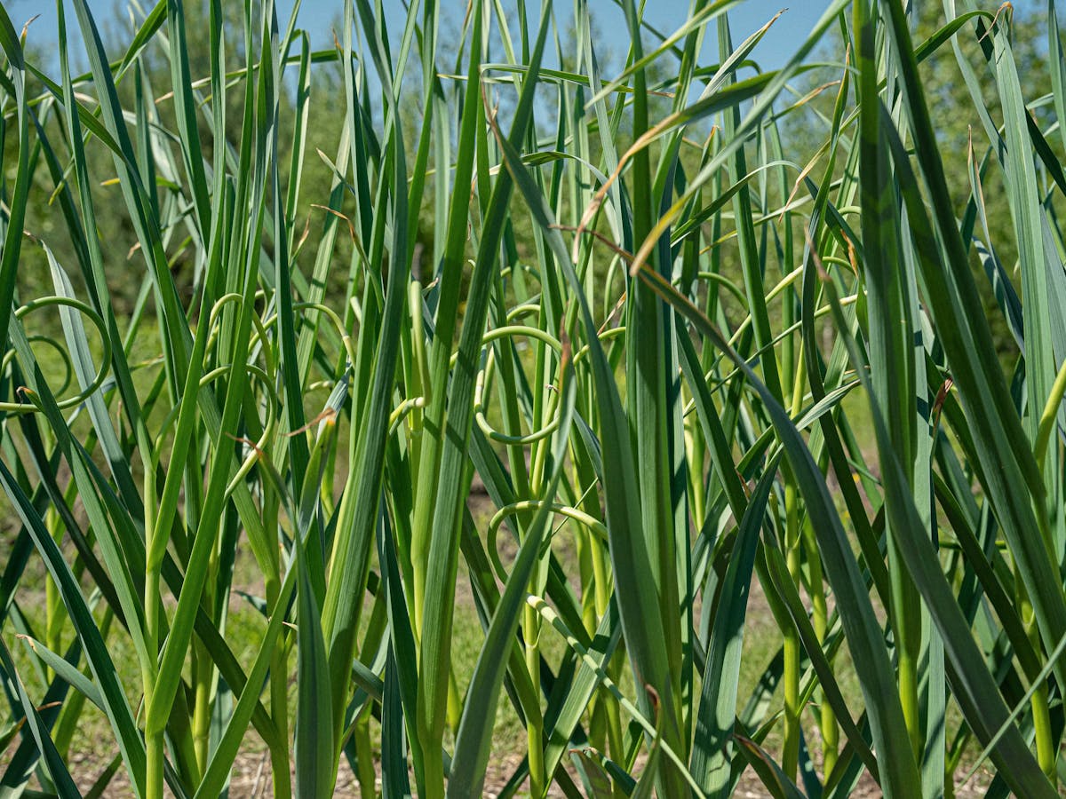 Surprise pour certains, délice pour d’autres, la fleur d'ail mérite toute votre attention.