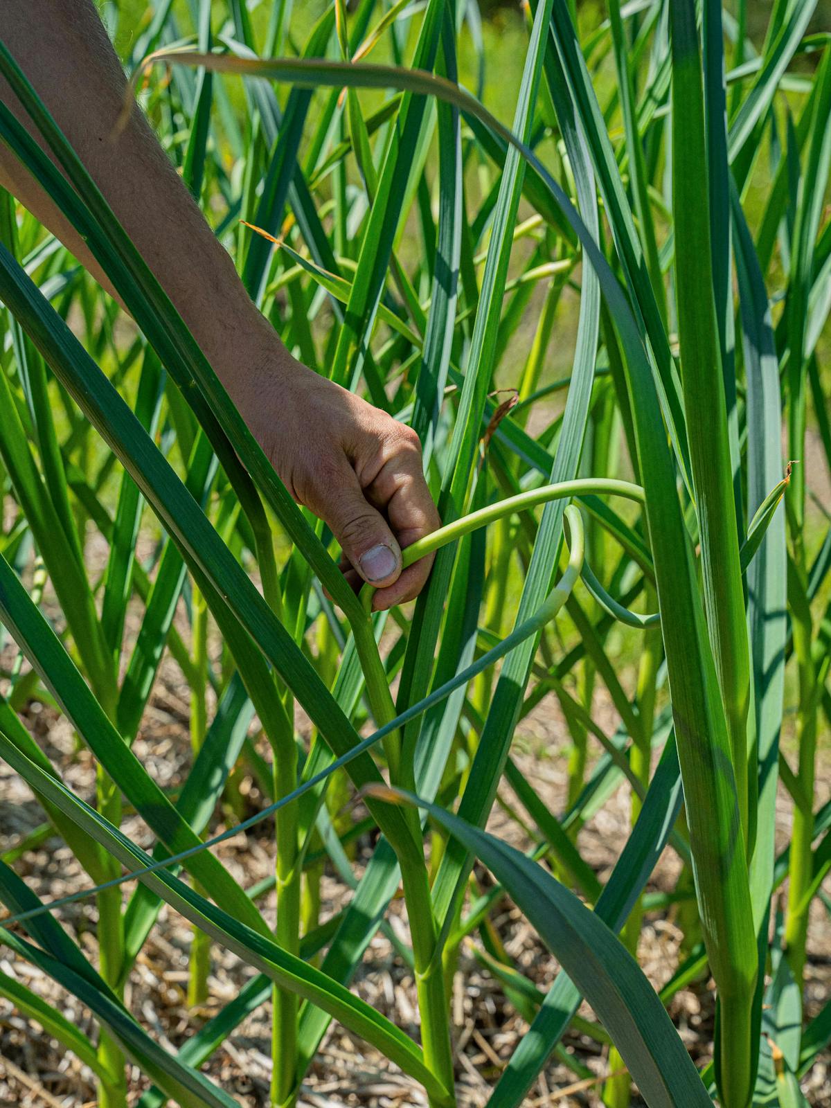 Tenez la tige entre le pouce et l'index et cassez-la doucement près de la dernière feuille.