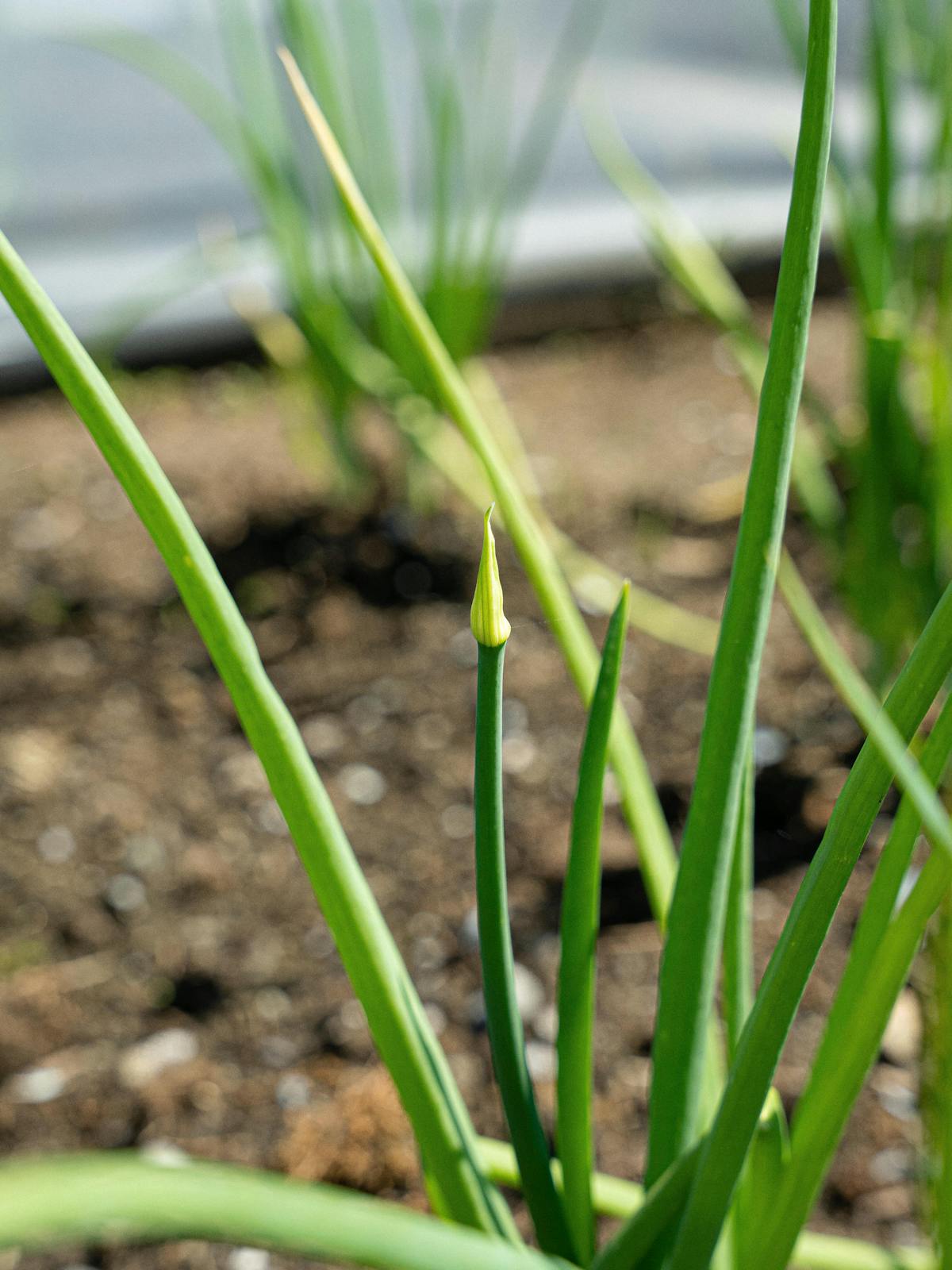 La fleur d'ail, aussi appelée tige florale ou scape, est l’organe reproducteur de l’ail à col dur.