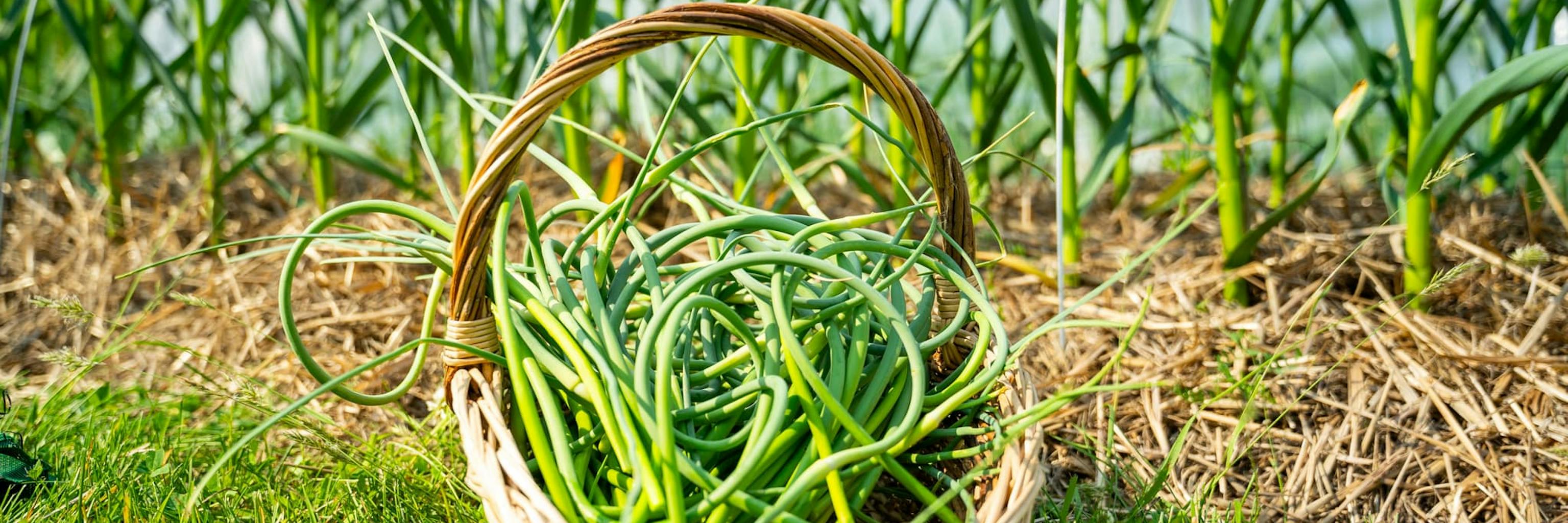 La fleur d'ail permet une récolte hâtive qui annonce le début de l'été.