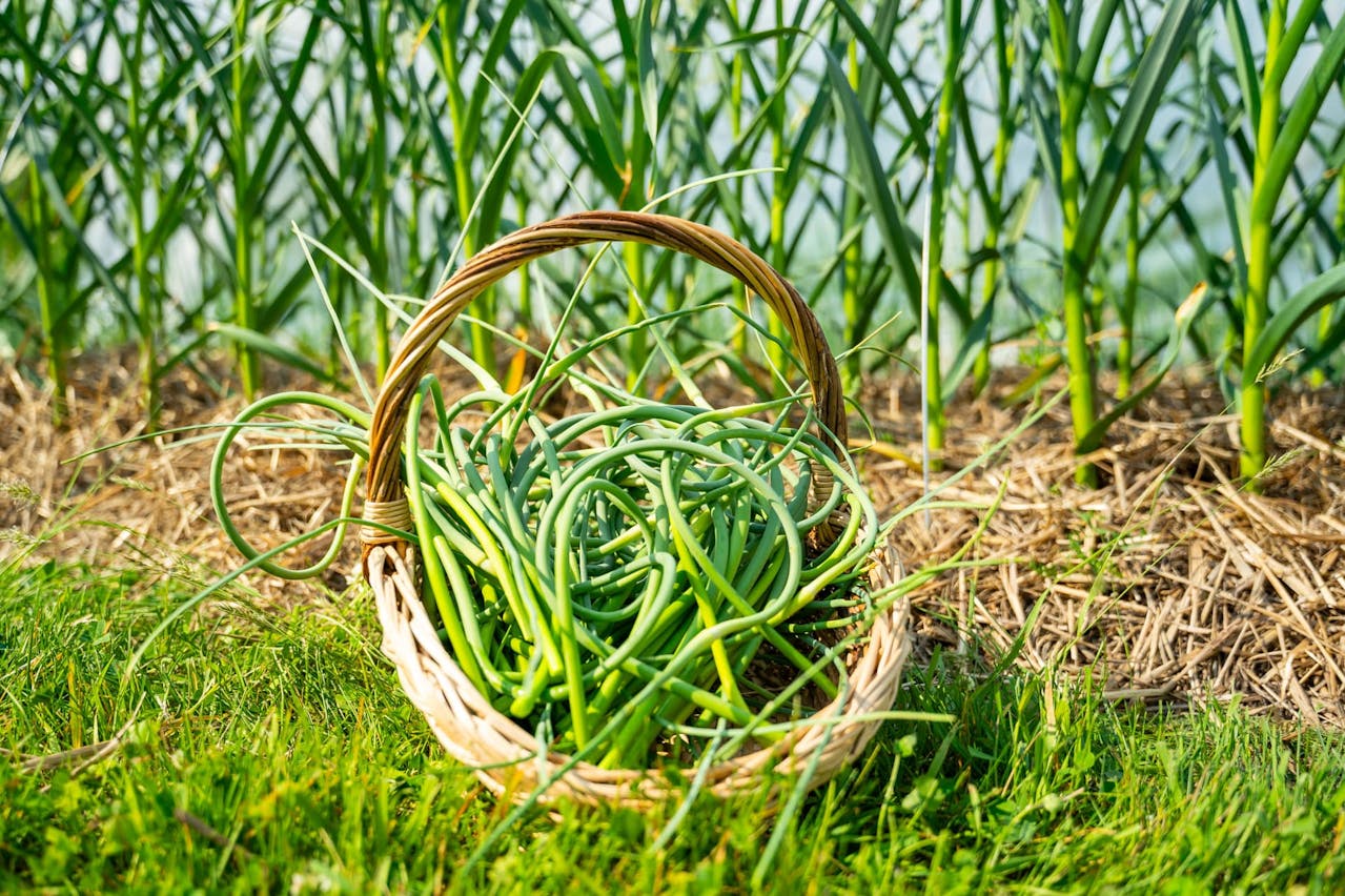 La fleur d'ail permet une récolte hâtive qui annonce le début de l'été.