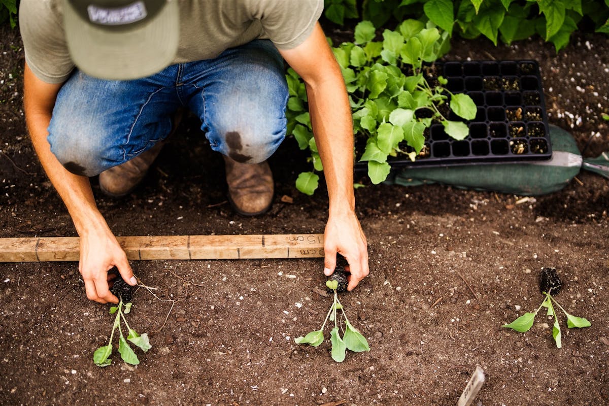 Dany Bouchard plante des jeunes choux sur une planche permanente, en juillet.
