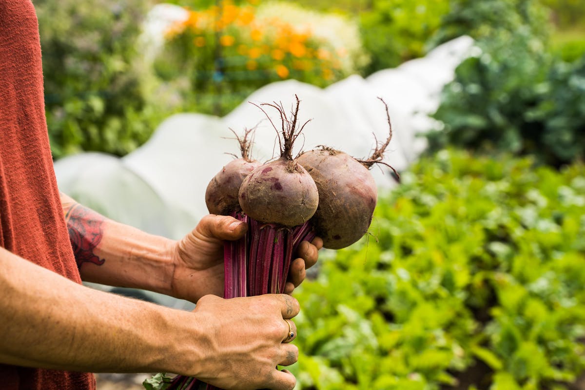 Une belle botte de betteraves fraîchement récoltées, prêtes pour la conservation.
