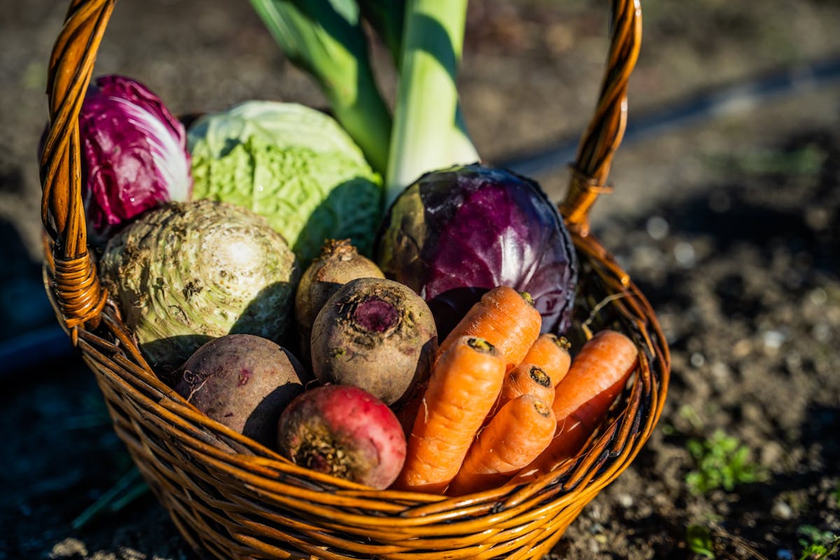 Panier tressé rempli de légumes d’automne : carottes, betteraves, céleri-rave et choux.