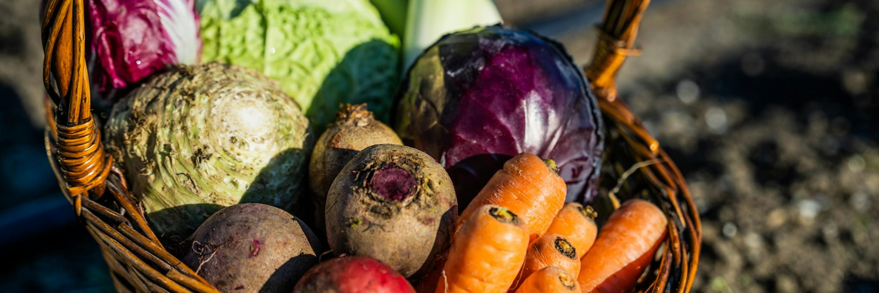 Panier tressé rempli de légumes d’automne : carottes, betteraves, céleri-rave et choux.
