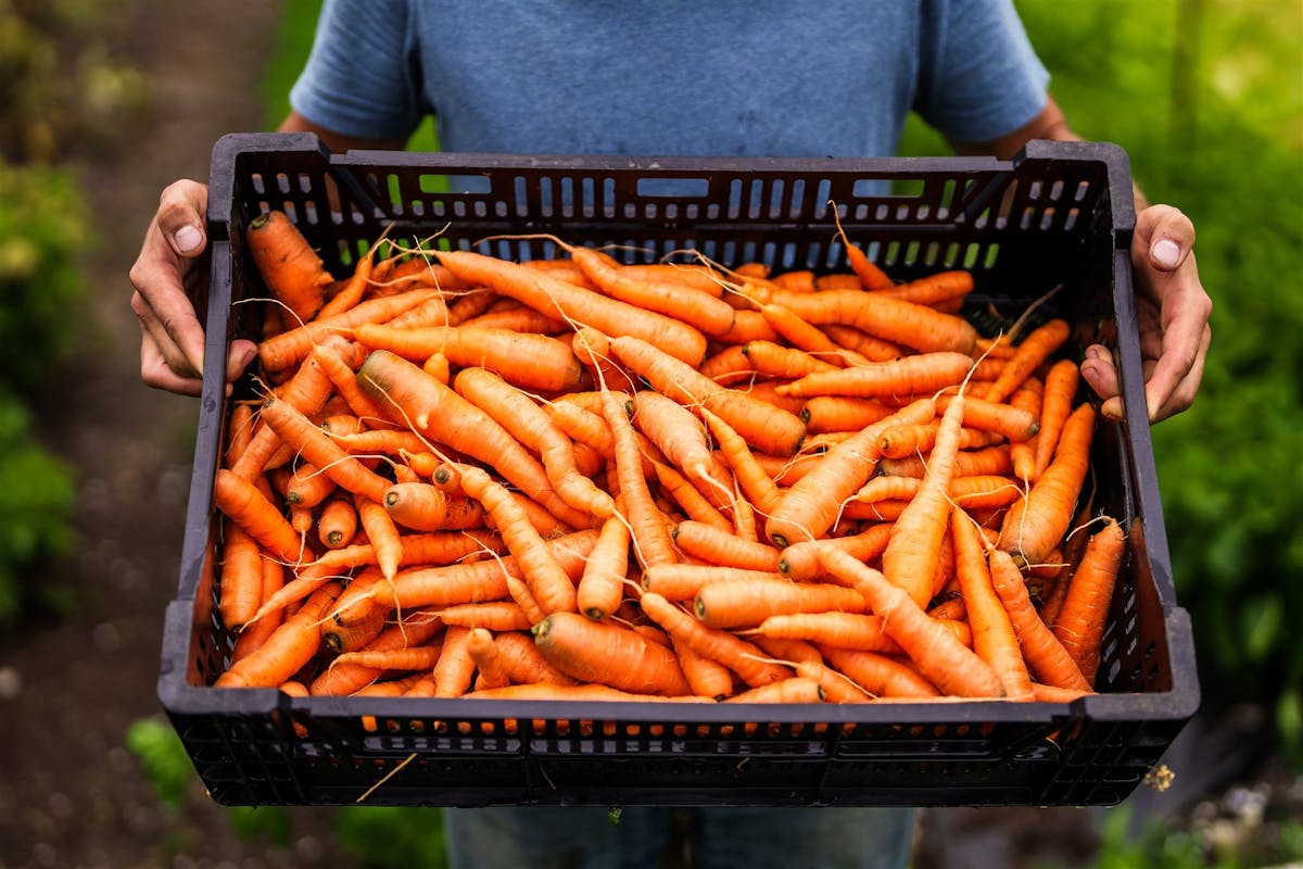 Cagette remplie de carottes à maturité, récoltées au potager à l'automne