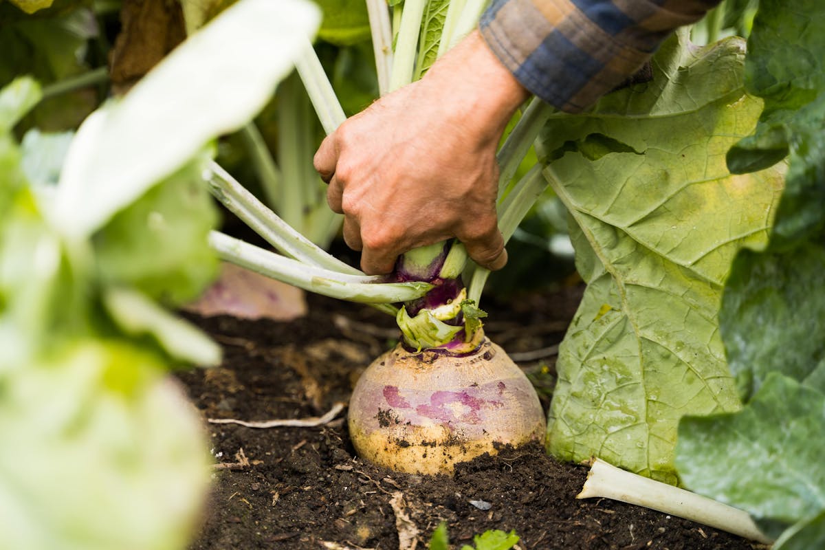 Gros rutabaga prêt à être récolté pour la conservation.