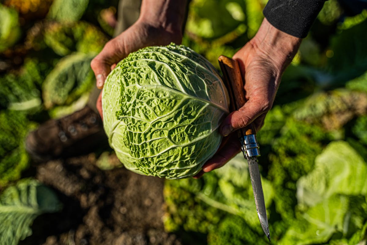Choux de savoie fraîchement coupé à la main, cultivé pour une récolte d’automne.