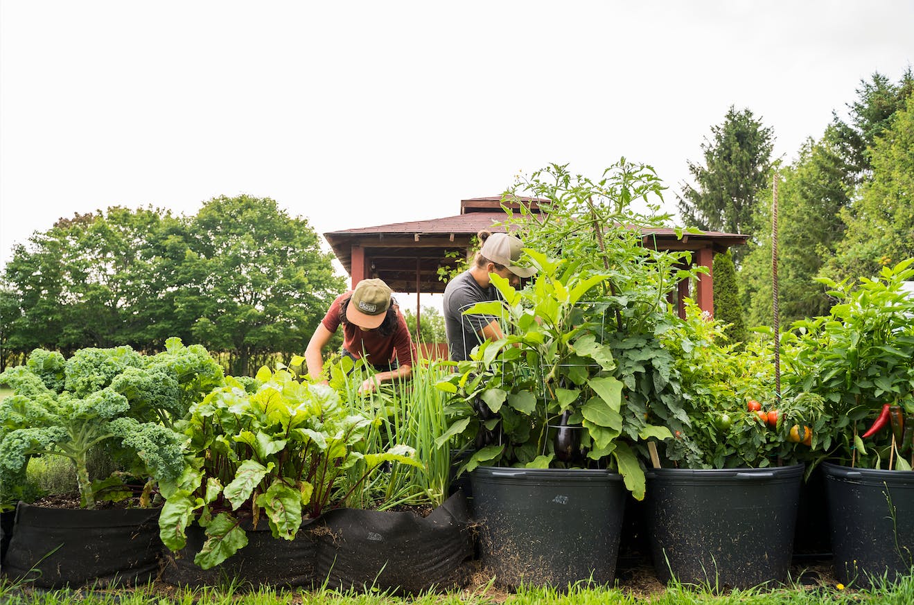 Potager en bacs et pots