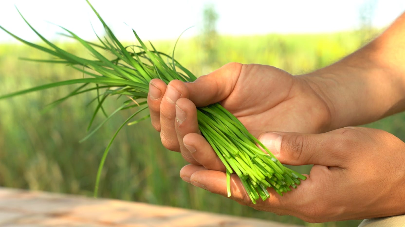 Récolte de fines herbes