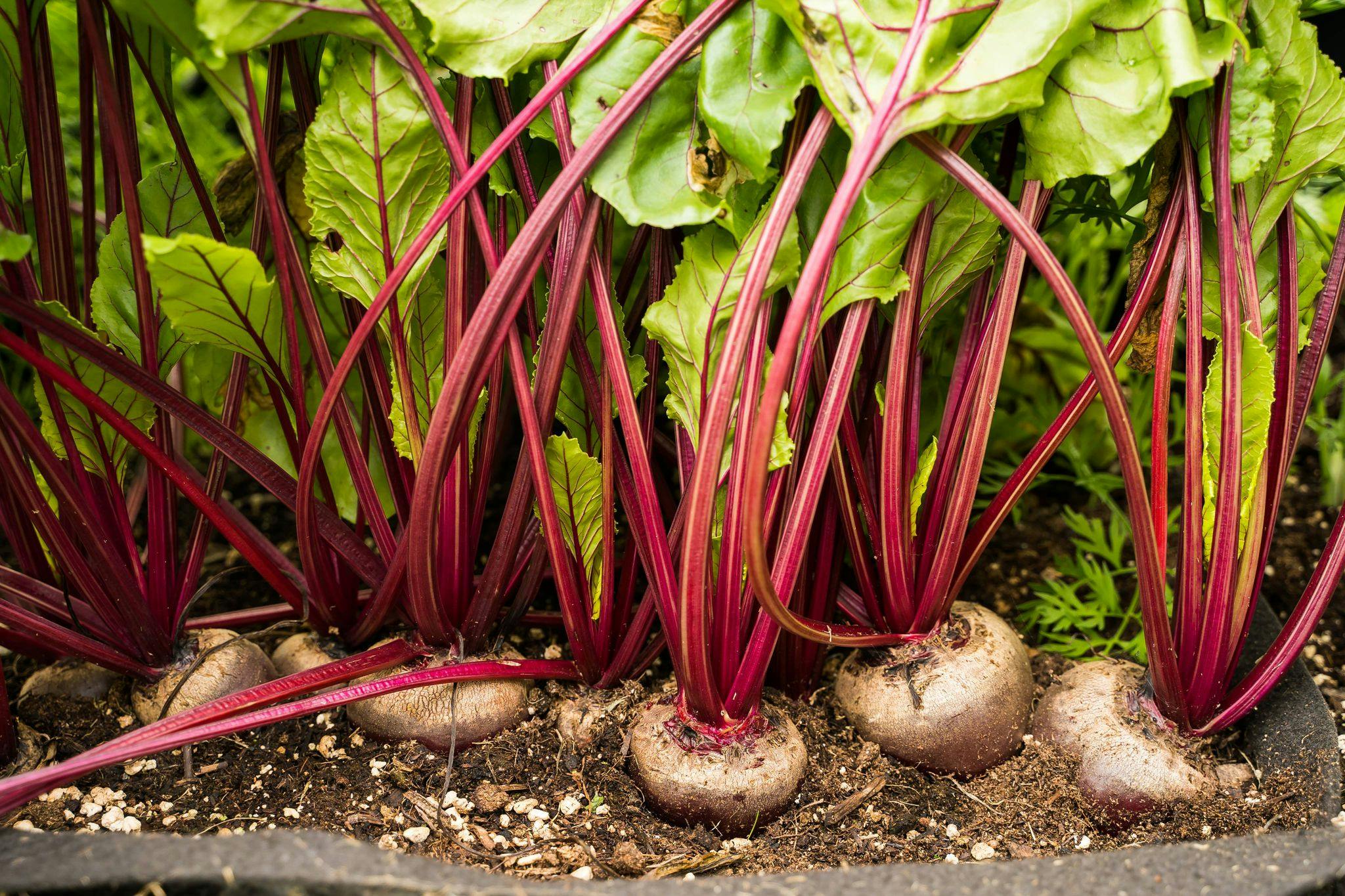 Le potager abondant et biologique