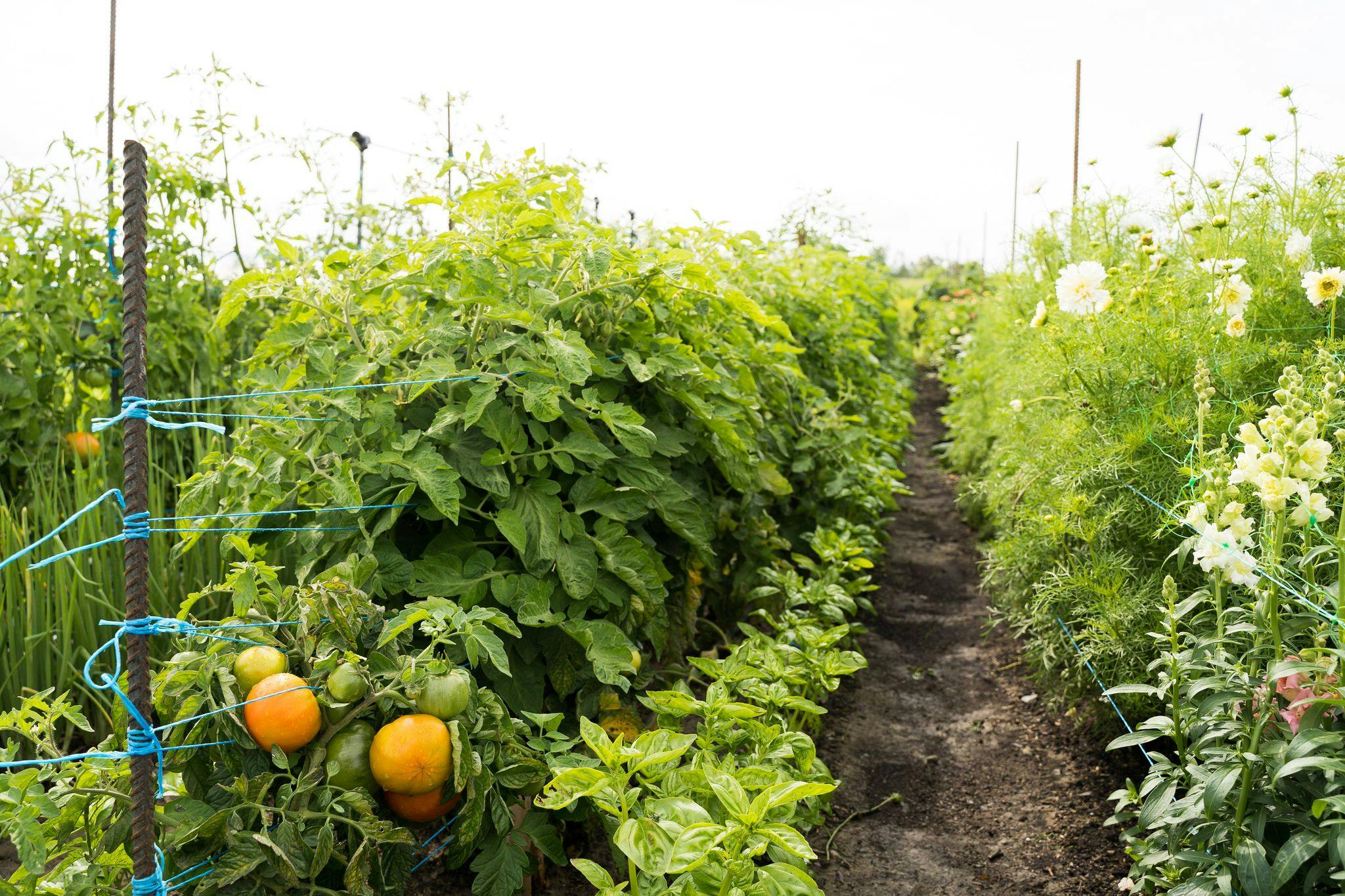 Formation en ligne potager bio