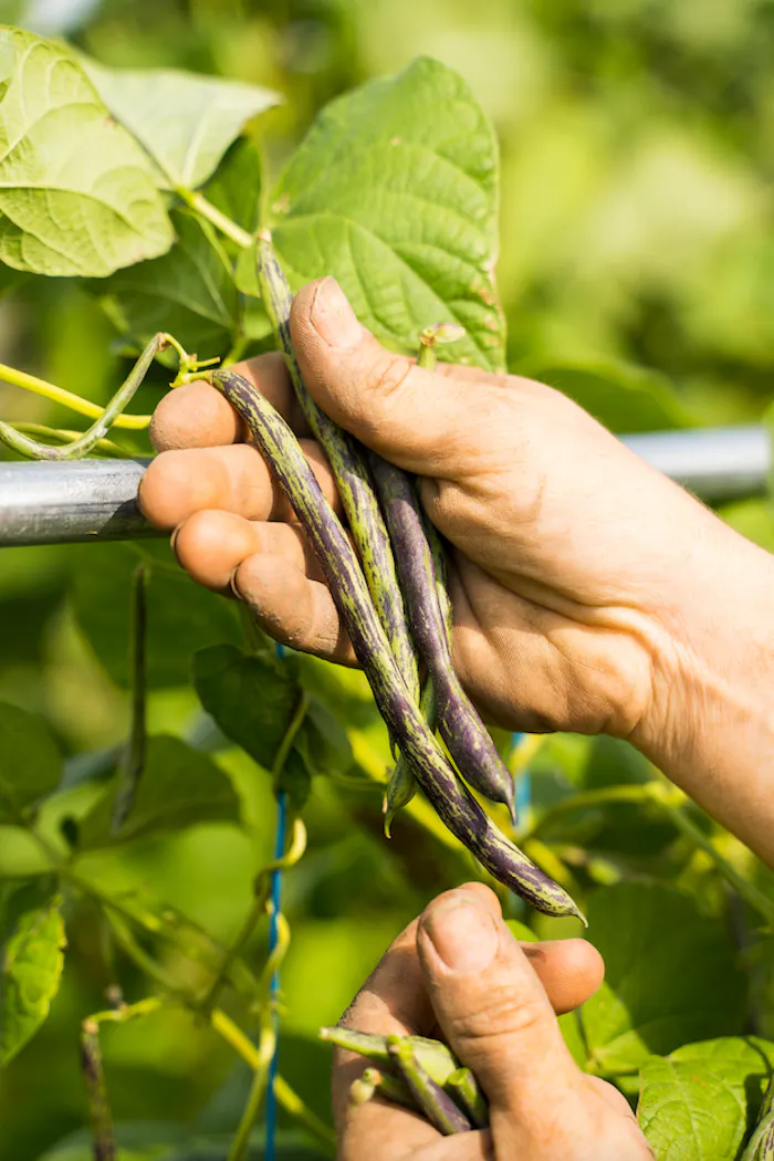 Haricots au potager