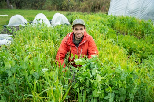 Engrais verts et fin de saison au potager