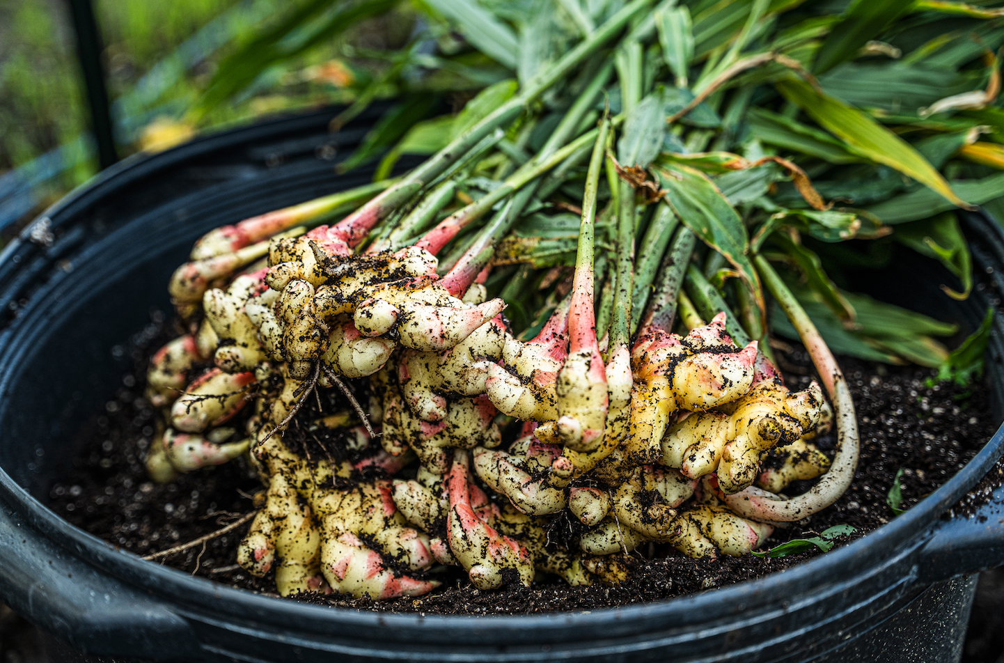 Faire pousser du gingembre