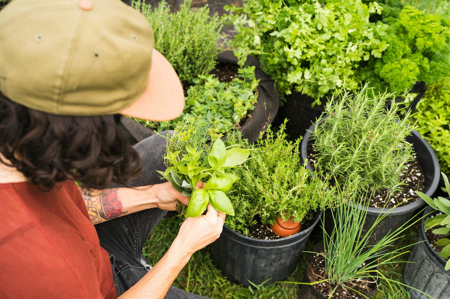 Cultiver les fines herbes