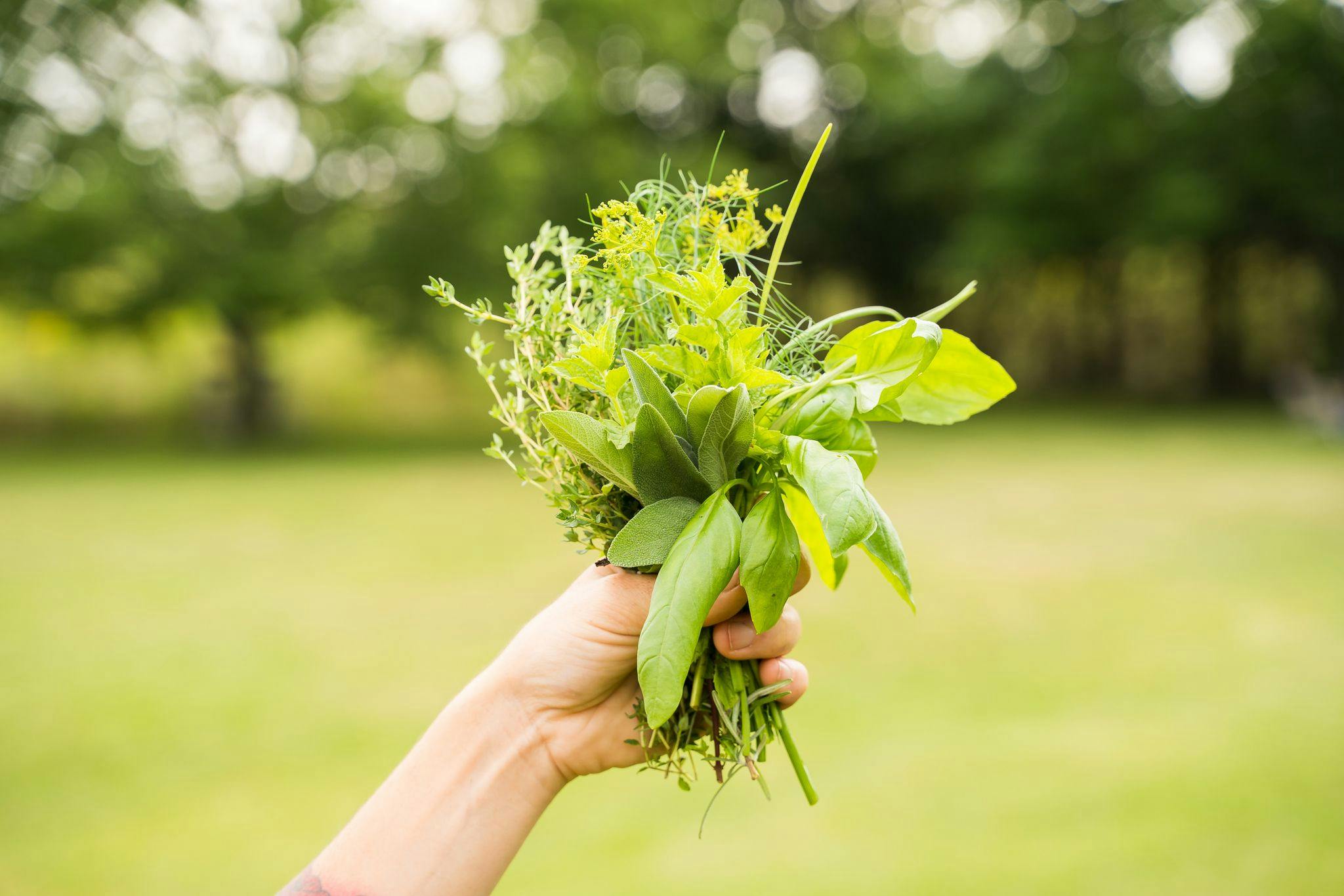 Fines herbes - Académie Potagère