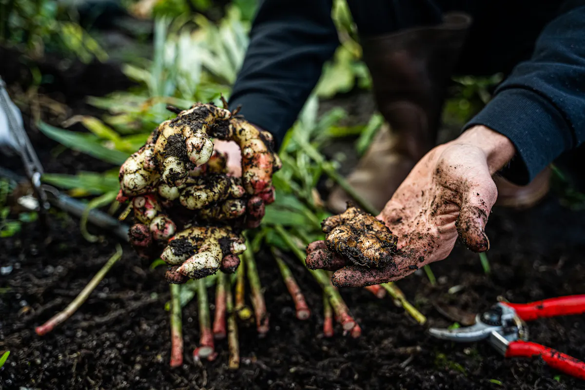 Rhizomes de gingembre fraîchement extraits de terre, tenus à la main