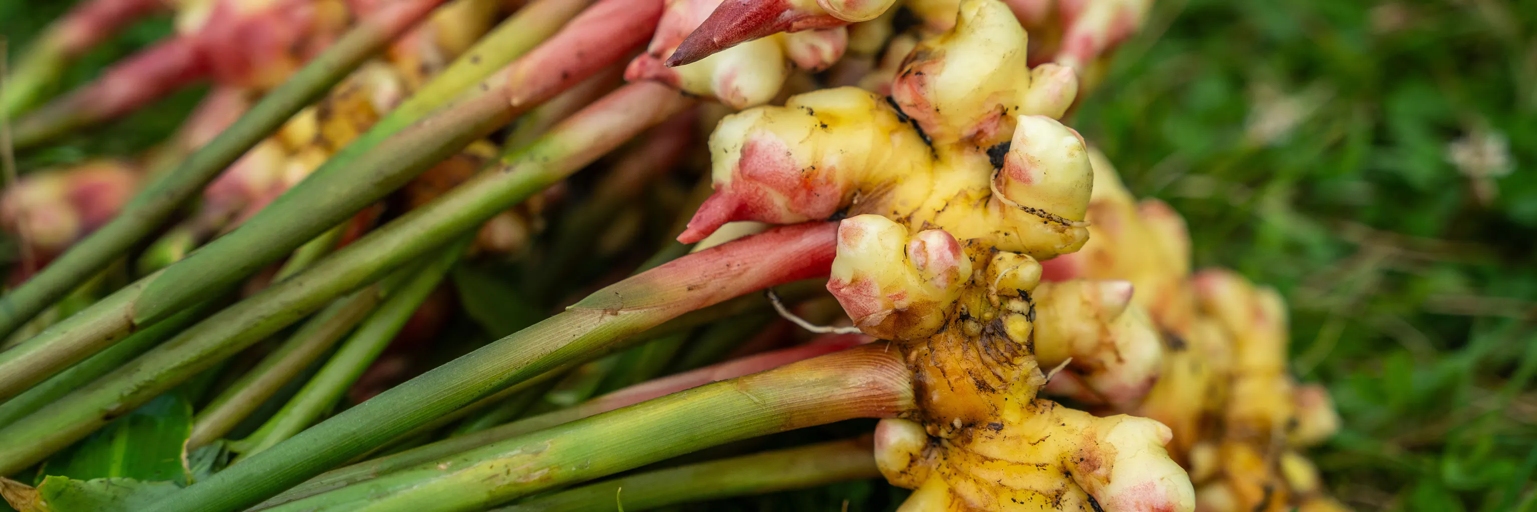 Gros plan sur des rhizomes de gingembre turgescents aux yeux bien visibles