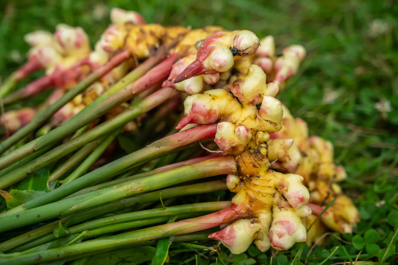 Gros plan sur des rhizomes de gingembre turgescents aux yeux bien visibles